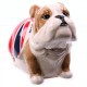 Salvadanaio Bulldog Inglese con bandiera